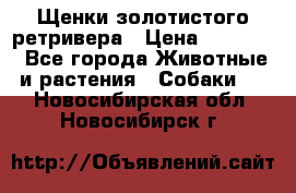 Щенки золотистого ретривера › Цена ­ 15 000 - Все города Животные и растения » Собаки   . Новосибирская обл.,Новосибирск г.